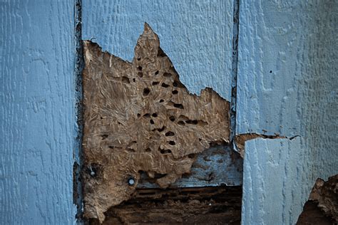 How Pests Damage Your Home And Property