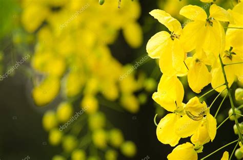 F Stula De Cassia Es La Planta De Tailandia Y Su Flor Es La Flor