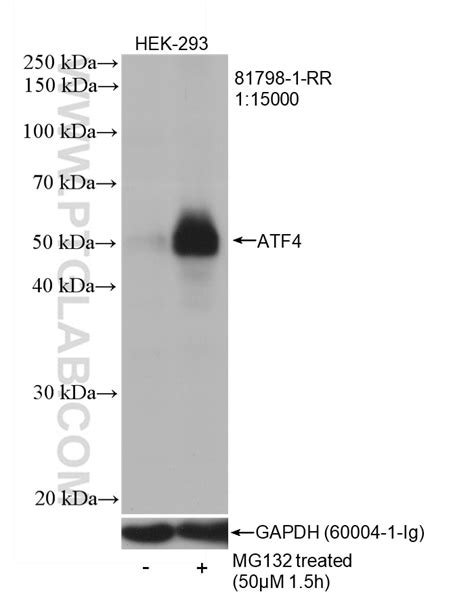 Atf4 Antibody 81798 1 Rr Proteintech