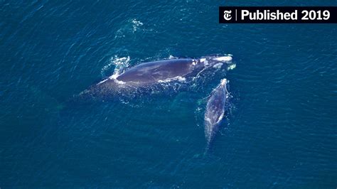 Grandmother and Grandfather Among 4 Endangered Whales That Died This Month - The New York Times