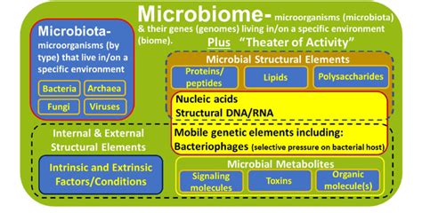 The Microbiota And Microbiome Diagram Representing The Microbiome Download Scientific Diagram