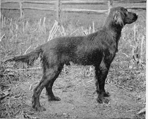 Photos of Setters, St. Bernards, Great Danes, Bloodhounds