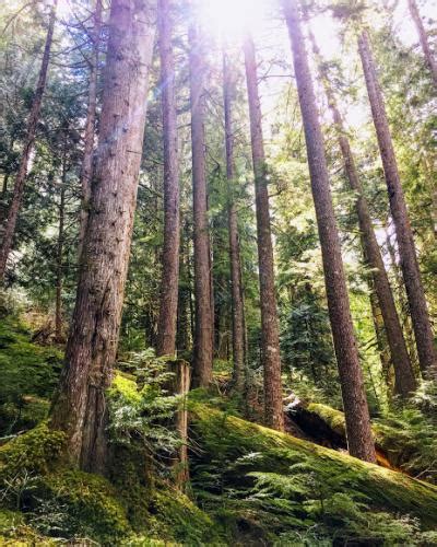 Old Growth Forest Photo | 2017 Hiking Photo Contest | Vancouver Trails