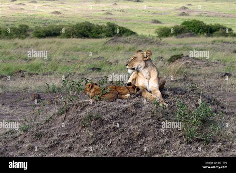 African lioness on watch while her two cubs sleeping alongside Stock ...