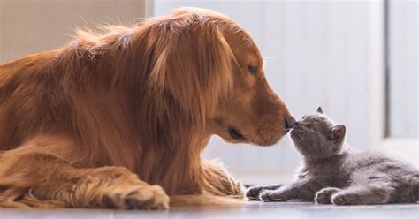 Mezcla Controversia Inyectar Presentar Perro A Gato Grasa Dinastía En Vivo