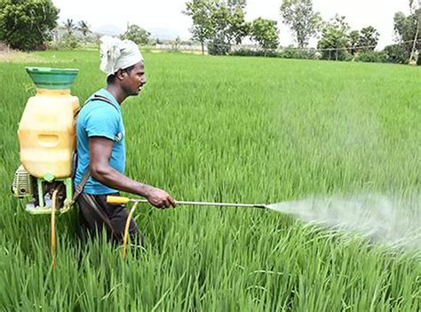 FMC Launches New Insecticide For Tomato Okra The Hindu BusinessLine