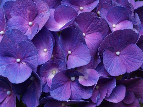 Hydrangea Purple Wallpapers 2560x1920 2903134