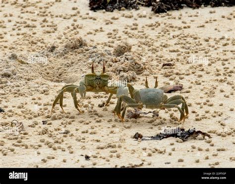 Horned Ghost Crab or Horn-Eyed Ghost Crab Stock Photo - Alamy