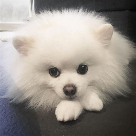 Everything You Need To Know About A White Pomeranian - Dog Wish