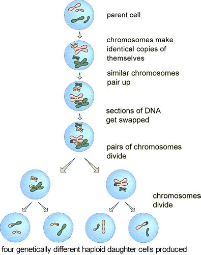 Outline The Steps Of Meiosis