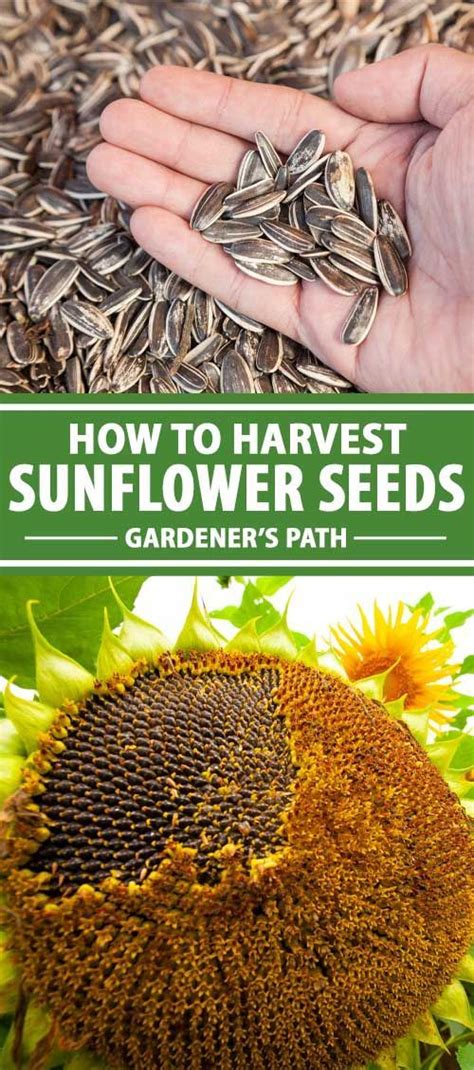 How To Harvest Sunflower Seeds Artofit