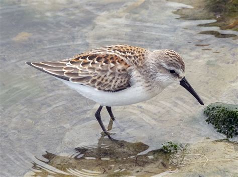 Western Sandpiper Elsie Roemer Bird Sanctuary Alameda Ca Doug Greenberg Flickr