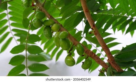 Belimbing Sayur Belimbing Wuluh Averrhoa Bilimbi Stock Photo 2036402549