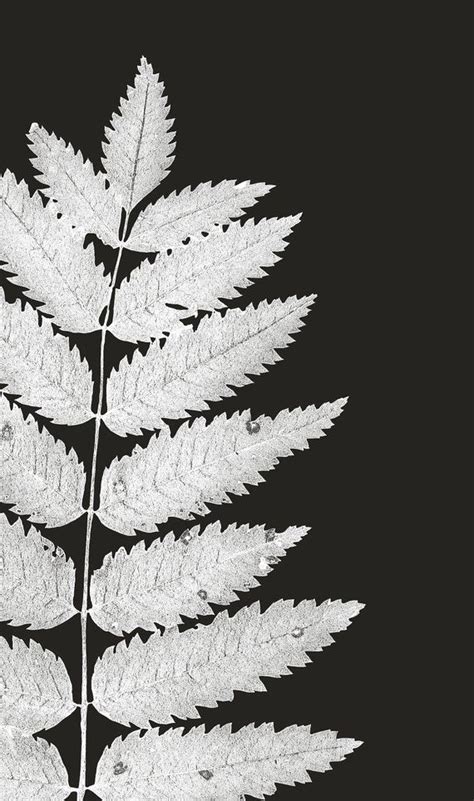 A Black And White Photo Of A Leaf