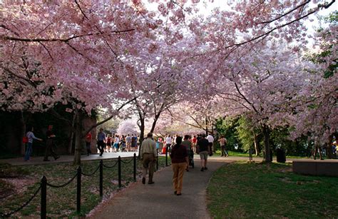 Cherry Blossom Festival Denver 2015