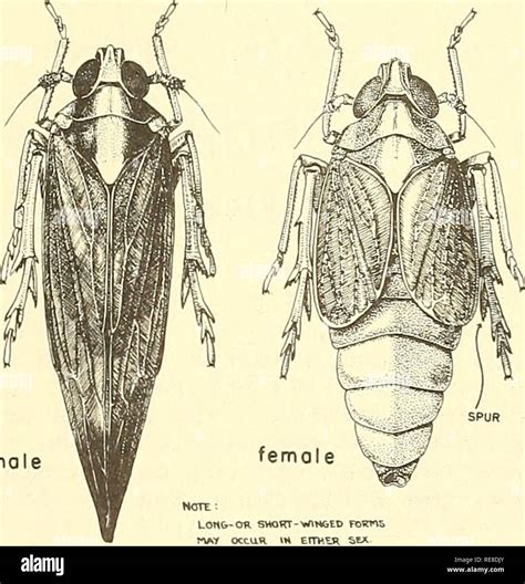 Rice Insect Pests Hi Res Stock Photography And Images Page 48 Off