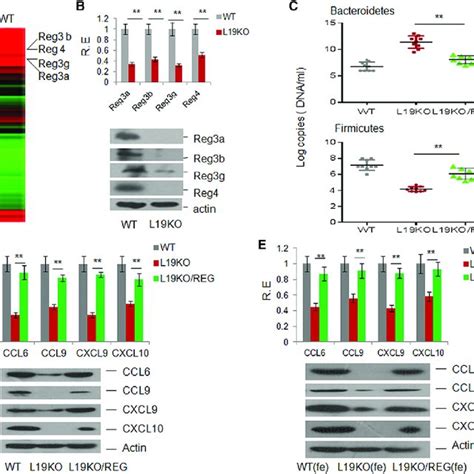 The Lrrc Associated Gut Microbiota Modulates The Expression Of