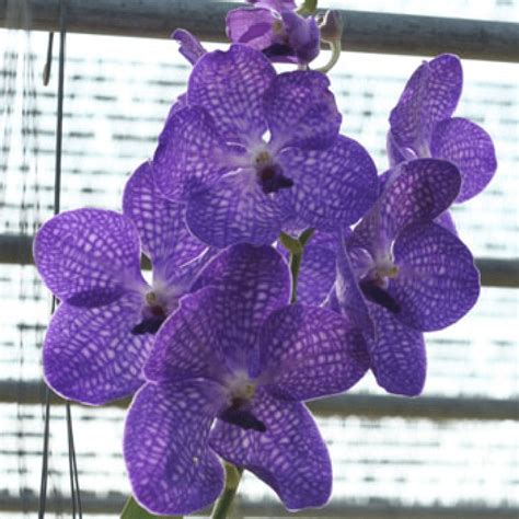 Vanda Lee Orchid