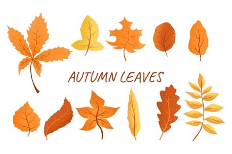 Premium Vector Set Of Autumn Leaves Yellow Red Orange Brown Leaves