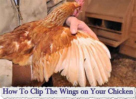 How To Clip The Wings On Your Chicken Clipping Chickens Wings