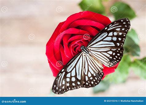 Red Rose And Butterfly Stock Photo Image Of Butterfly 65215516