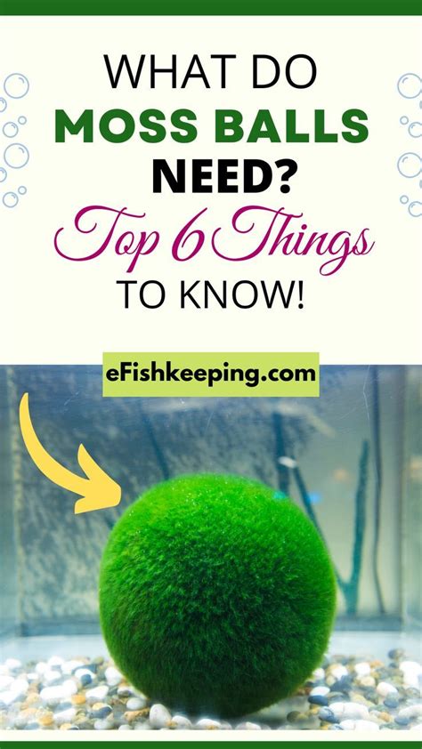 What Do Moss Balls Need Top 6 Things To Know Moss Balls Marimo