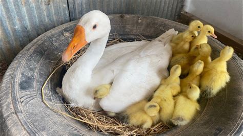 Amazing Pekin Duckling Hatching From Eggs Nee Baby Duck Born Youtube