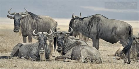 Ñus (Wildebeest) - Ngorongoro CA - Tanzania | Wildebeest, African ...