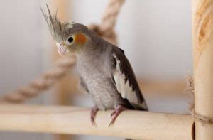 Why Is My Cockatiel Losing Feathers How Can I Help