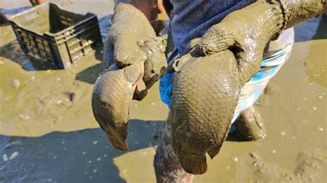 Best Mud Water Fishing People Catching Huge Fish From Mud Water Pond