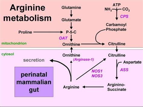 Arginine Synthesis From Proline Or Glutamine In The Mammalian Neonatal