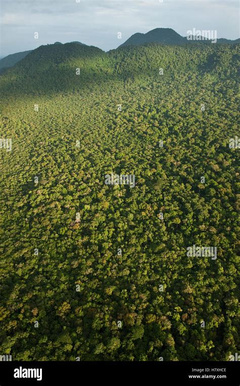 Rainforest, Iwokrama Rainforest Reserve, Guyana Stock Photo - Alamy