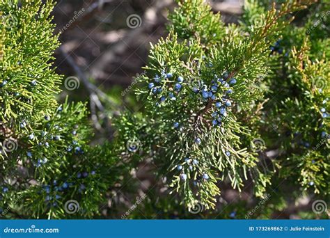 Eastern Red Cedar Berries stock photo. Image of coalesced - 173269862