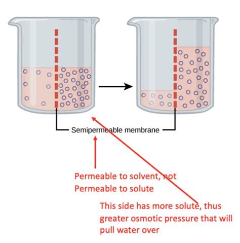 Osmosis Tonicity And Pressures Flashcards Quizlet