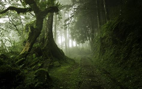 Spooky Forest Bush Dark Footpath Non Urban Scene Summer Tree