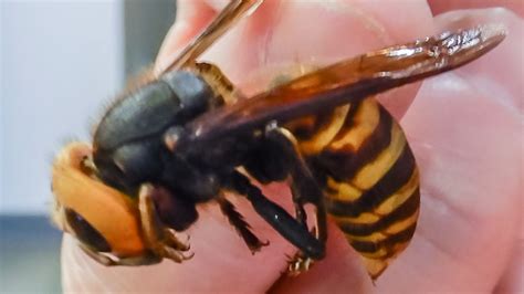 What Are Murder Hornets And What Do You Need To Know