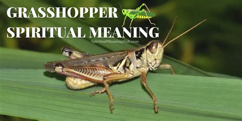 Grasshopper Spiritual Meaning and Symbolism