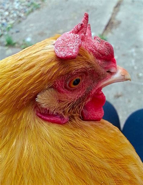 Comb Issues BackYard Chickens Learn How To Raise Chickens