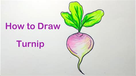 Turnip Drawing