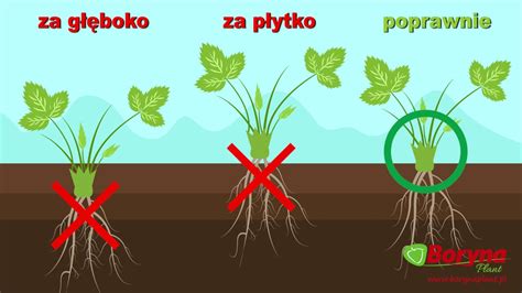 Jak sadzić Boryna Plant