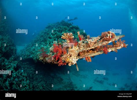 Coral Encrusts The Bow Of The Carnatac Shipwreck At Abu Nuhas Reef In