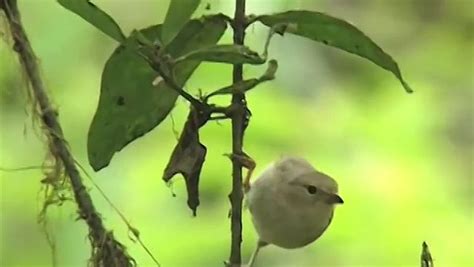 Galapagos finches and their beaks and Charles Darwin's theory of ...