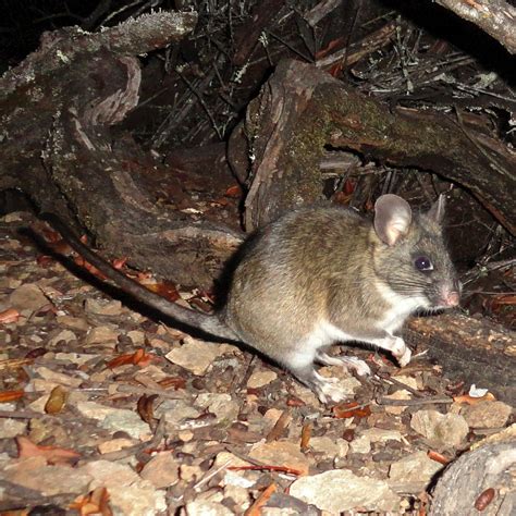 Dusky-footed Woodrat – Friends of Edgewood