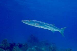 9 Barracuda Fish Facts You Need To Know Dressel Divers