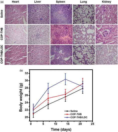 In Vivo Imaging And Antitumor Effect Of Cop Thbldc Hande Staining Of