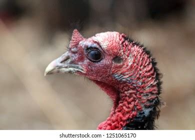 80 Unfeathered Head Images Stock Photos Vectors Shutterstock