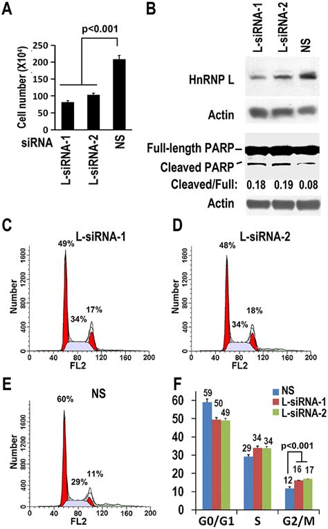 Hnrnp L Is Required For Cal Proliferation A Knockdown Of Hnrnp L