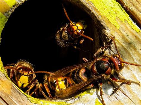 Attenzione al calabrone gigante è un insetto pericoloso