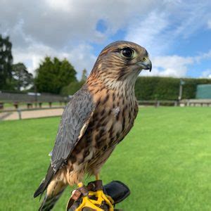 Jack Merlin Thirsk Birds Of Prey Centre