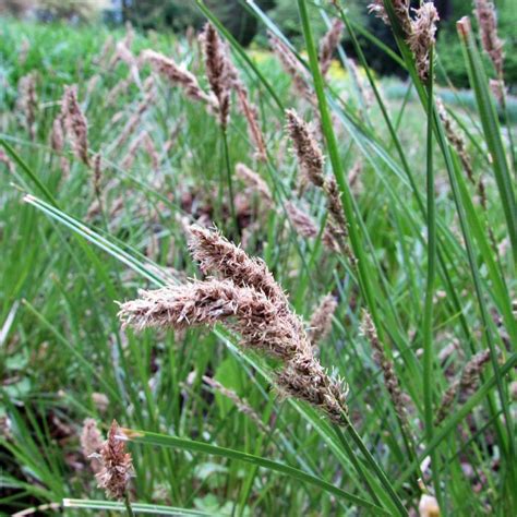 Carex Panicea Aquiflor Jardinerie Aquatique